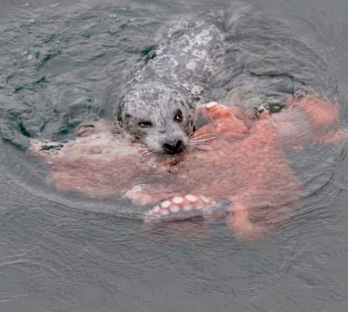 Pacific Harbour Seal