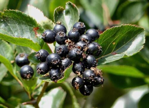 Black Hawthorn berries